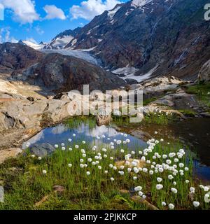 Scheuchzers BaumwollGras oder weißes Baumwollgras vor dem Gletscher Gurgler Ferner im Tal Gurgler Tal. Europa, Österreich, Tirol Stockfoto