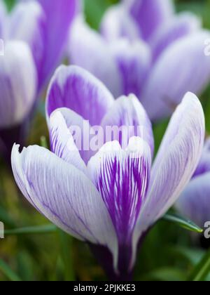 Crocus, Variety Pickwick, Deutschland Stockfoto