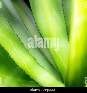 Nahaufnahme von lebendigen Agave-Blättern. Stockfoto
