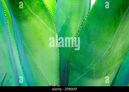 Nahaufnahme von lebendigen Agave-Blättern Stockfoto
