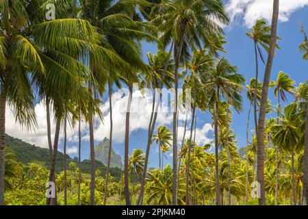 Französisch-Polynesien, Moorea. Bali Hai Berg und Palmen. Stockfoto