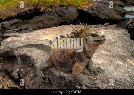 Der hässliche Meerechsen auf Fernandina Island war das Vorbild für die Godzilla-Filme. Stockfoto