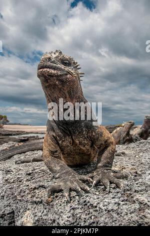 Der hässliche Meerechsen auf Fernandina Island war das Vorbild für die Godzilla-Filme. Weitwinkelblick. Stockfoto