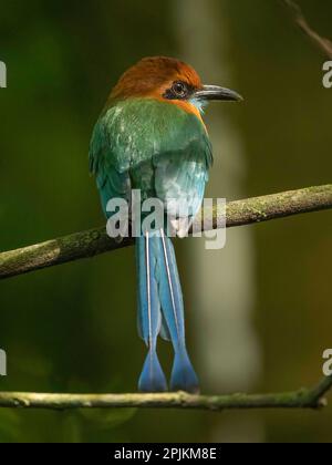 Großmaul-Mottmot auf der Straße, Costa Rica, Mittelamerika Stockfoto