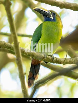 Smaragdtukan, Costa Rica, Mittelamerika Stockfoto