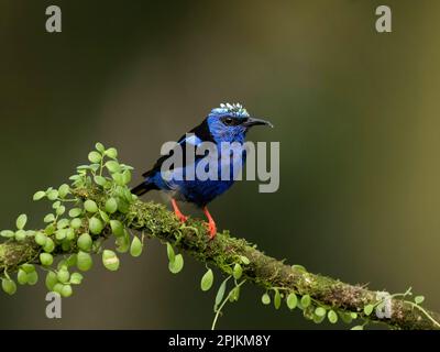 Rotbein-Honigkriecher, Costa Rica, Mittelamerika Stockfoto