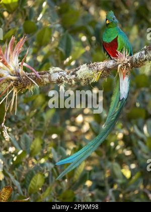 Prachtvoller Quetzal, Costa Rica Stockfoto