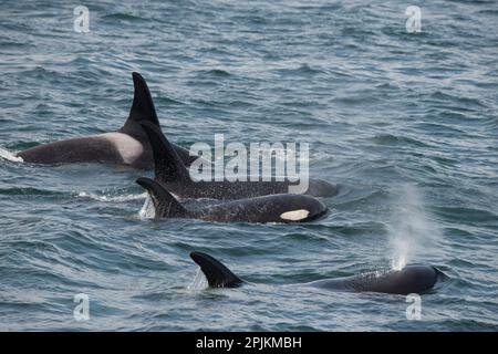 Eine Orca-Familie, die an der Icy Strait, Alaska, schwimmt. Stockfoto