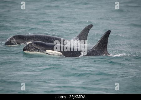 Schnell schwimmende Orcas machen sich auf den Weg entlang der Icy Strait. Stockfoto