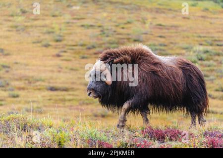 USA, Alaska, Noatak National Preserve. Stier Muskox auf der arktischen Tundra. Stockfoto