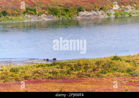 USA, Alaska, Noatak National Preserve. Moschus, ein Stier, eine Kuh und ein Kalb, entlang des Noatak Flusses. Stockfoto