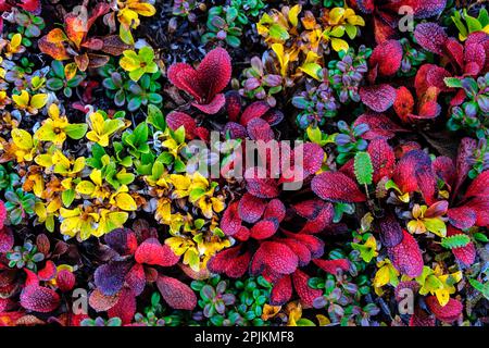 USA, Alaska, Noatak National Preserve. Alpine Bearberry auf arktischer Tundra in Herbstfarben. Stockfoto