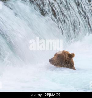 Alaska, Brooks Falls. Der Grizzlybär schwimmt am Fuße der Wasserfälle. Stockfoto