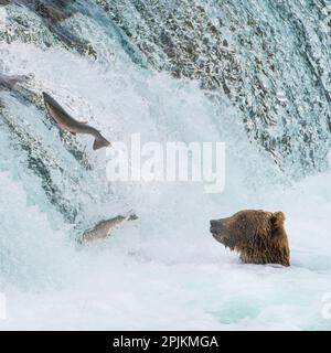 Alaska, Brooks Falls. Grizzlybär am Fuße der Wasserfälle, der Fische springen sieht. Stockfoto