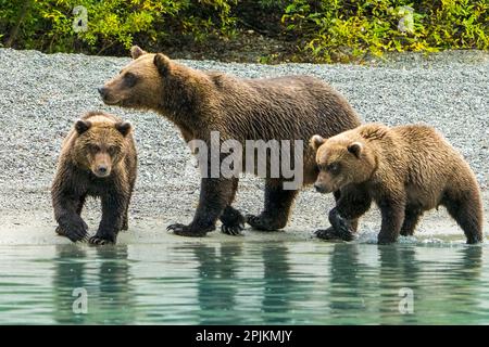 Alaska, Lake Clark. Mom und zwei Jungen gehen am Ufer entlang. Stockfoto