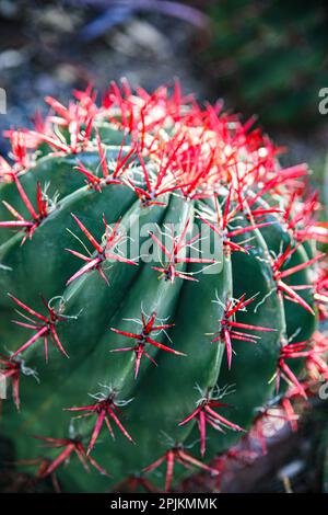 Apache Junction, Arizona, USA, Blumenkaktus Stockfoto