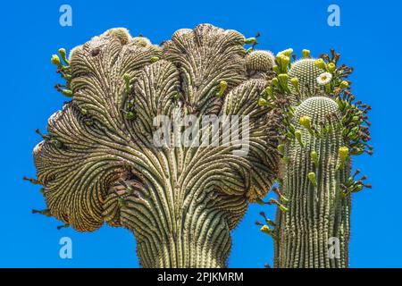 Saguaro blühend, Desert Botanical Garden, Phoenix, Arizona. Stockfoto