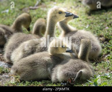 Kanadische Gänse, die sich zusammenkleben. Stockfoto