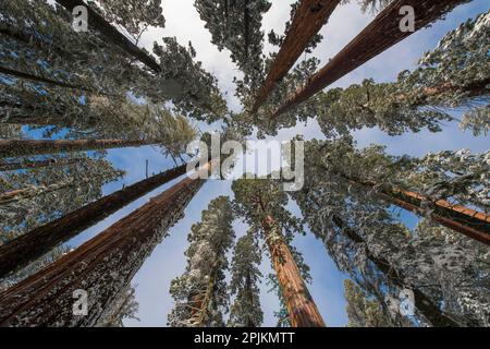 Frischer Schnee beschichtet den Stamm dieses Waldgiganten. Stockfoto