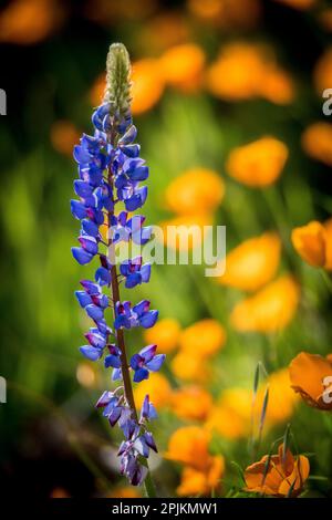 Lupinen und Mohn sind zwei gemeinsame Wildblumen, die zusammen wachsen. Stockfoto