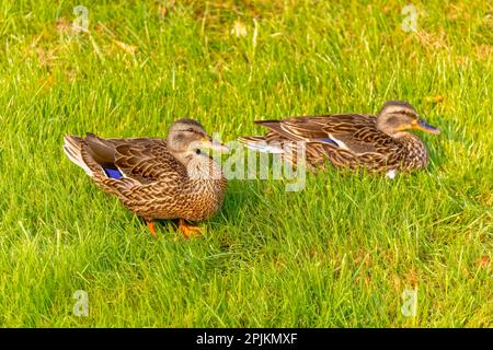 USA, Colorado, Fort Collins. Nahaufnahme von Stockenten im Gras. Stockfoto