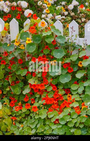 USA, Oregon. Cannon Beach und Cottage Garden mit weißem Lattenzaun und Nasturtiums Stockfoto