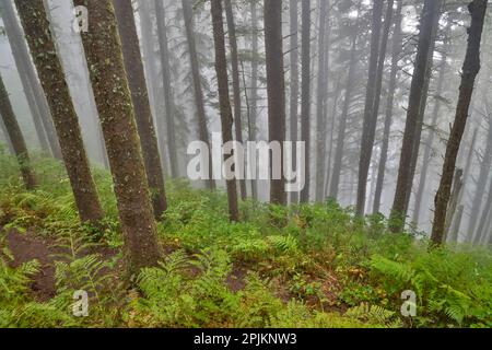 USA, Oregon. Lookout State Park mit Nebel inmitten des Sitka Fichtenwalds Stockfoto