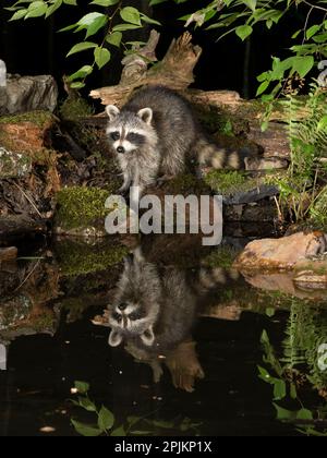 Waschbär, Pennsylvania, USA Stockfoto