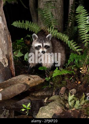 Waschbär, Pennsylvania, USA Stockfoto