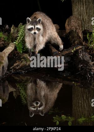 Waschbär, Pennsylvania, USA Stockfoto