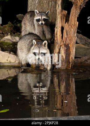 Waschbär, Pennsylvania, USA Stockfoto