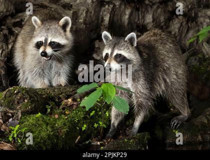 Waschbär, Pennsylvania, USA Stockfoto