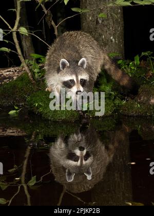 Waschbär, Pennsylvania, USA Stockfoto