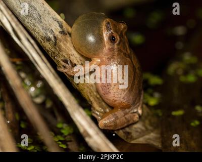 Frühjahrspießer ruft, Pennsylvania, USA Stockfoto