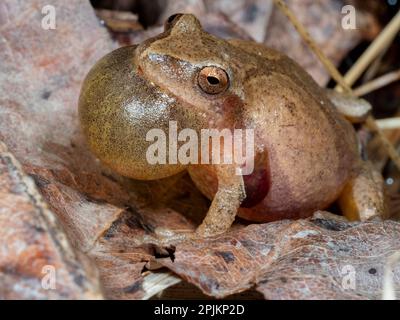 Frühjahrspießer ruft, Pennsylvania, USA Stockfoto