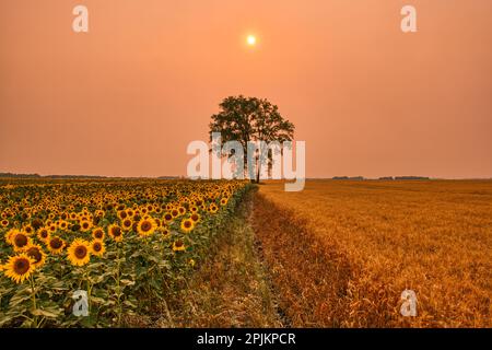 Kanada, Manitoba, Dugald. Feld mit Sonnenblumen und Baumwollbaum bei Sonnenuntergang. Stockfoto