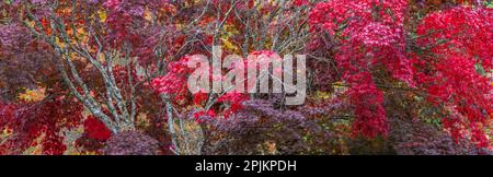USA, Washington State, Seabeck. Japanische Ahornbäume, Washington State, Seabeck. Stockfoto