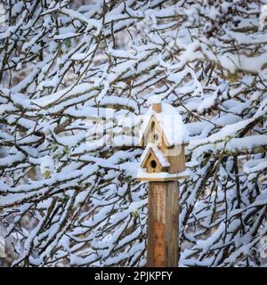 USA, Washington State, Seabeck. Schneebedecktes Vogelhaus und Baumgliedmaßen. Stockfoto