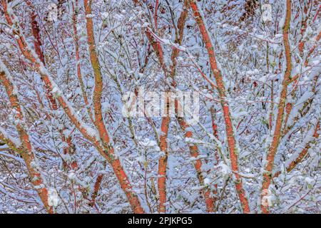 USA, Washington State, Seabeck. Schneebedeckte Korallenrinde, japanischer Ahornbaum. Stockfoto