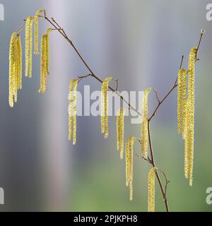 USA, Washington State, Seabeck. Pollen produzierende männliche Teile der Schnabelkatzenpflanze. Stockfoto