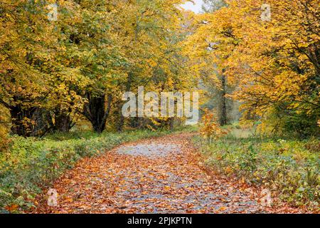 USA, Bundesstaat Washington. Big Leaf Ahornbäume in Herbstfarben nahe Darrington am Highway 530 und kurvige Straße mit herabfallenden Blättern. Stockfoto