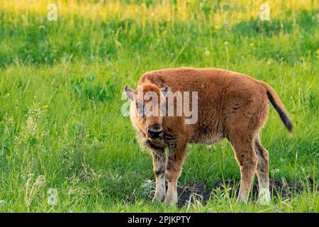 Kanada, Manitoba, Riding Mountain National Park. Prärie-Bison-Kalb-Nahaufnahme. Stockfoto