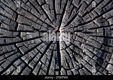 HintergrundtexturMakro für verbrannte Baumrinde. Stockfoto