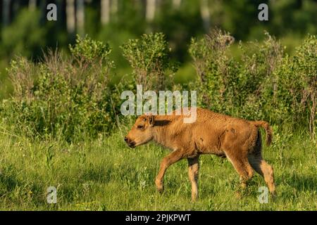 Kanada, Manitoba, Riding Mountain National Park. Prärie-Bison-Kalb-Nahaufnahme. Stockfoto