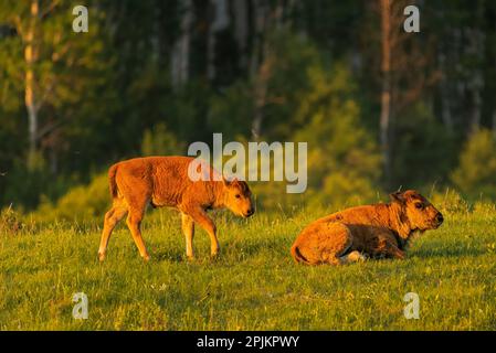 Kanada, Manitoba, Riding Mountain National Park. Prärie Bison Kälber Nahaufnahme. Stockfoto