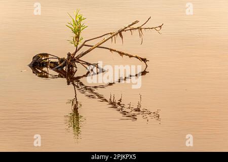 Kanada, Manitoba, Wekusko Falls Provincial Park. Ein Ast, der von einem Stumpf im Wekusko Lake ausgeht. Stockfoto