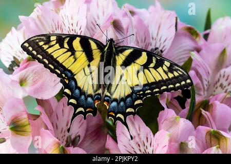 USA, Washington State, Sammamish. Östlicher Tigerschwalbenschwanz-Schmetterling auf peruanischer Lilie Stockfoto