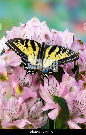 USA, Washington State, Sammamish. Östlicher Tigerschwalbenschwanz-Schmetterling auf peruanischer Lilie Stockfoto