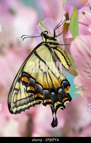 USA, Washington State, Sammamish. Östlicher Tigerschwalbenschwanz-Schmetterling auf peruanischer Lilie Stockfoto