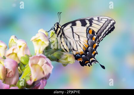 USA, Washington State, Sammamish. Östlicher Tigerschwalbenschwanz-Schmetterling auf Snapdragon Stockfoto